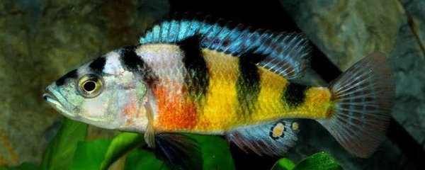 (Astatotilapia latifasciata)