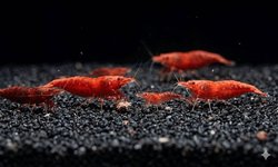 Cherry Shrimp (10+)