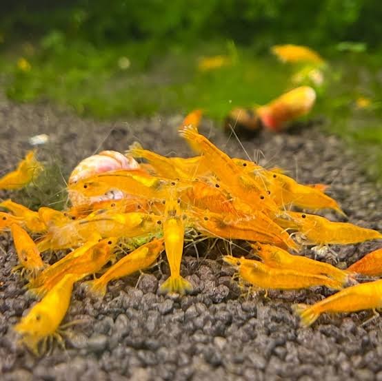 Yellow 24k Shrimp (10+)