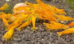 Yellow 24k Shrimp (10+)