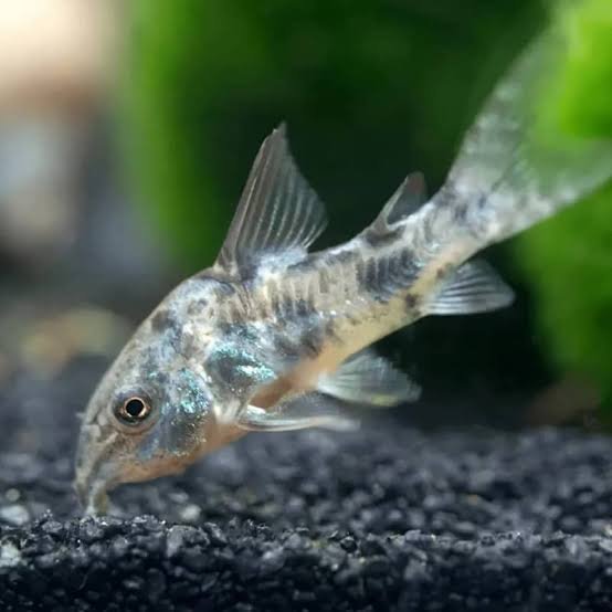 Pepper Corydoras (grp of 6)