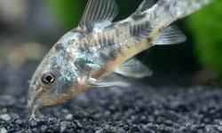 Pepper Corydoras (grp of 6)