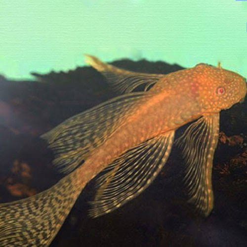 lf albino pleco