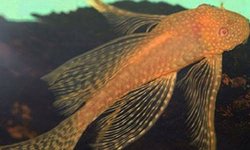 lf albino pleco