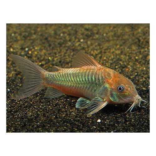 Bronze Cory  (grp of 6)