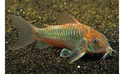 Bronze Cory  (grp of 6)