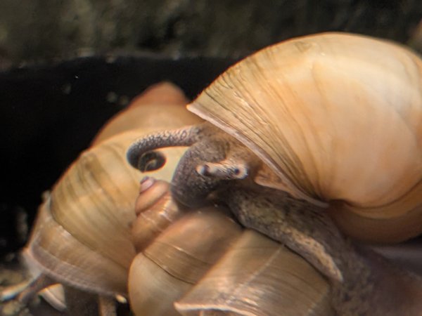 Male Japanese trapdoor (curled antenna)