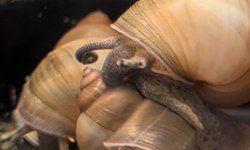 Photo 2 of 3 Japanese Trapdoor Snails (Lot 1)