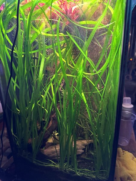 A Jungle val from another lot