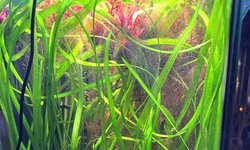 Jungle val