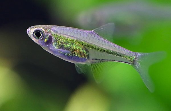 Kubotae Rasbora