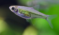 Kubotae Rasbora