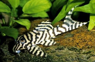 juv photo from planet catfish