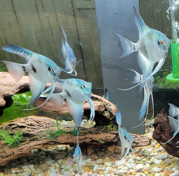 Examples of the fish to be included.