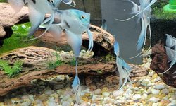 Photo 5 of P. scalare / Philippine Blue Angelfish