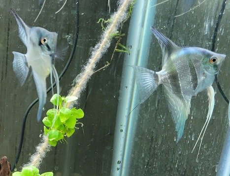Examples of the fish to be included.