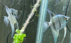 Photo 4 of P. scalare / Philippine Blue Angelfish