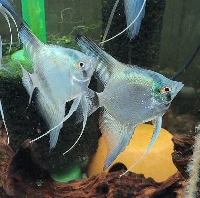 Examples of the fish to be included.