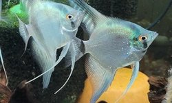 Photo 2 of P. scalare / Philippine Blue Angelfish
