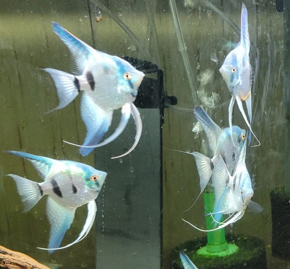 Examples of the fish to be included.