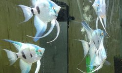 Photo 3 of P. scalare / Philippine Blue Angelfish