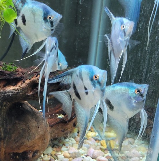 Examples of the fish to be included.