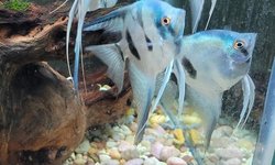 P. scalare / Philippine Blue Angelfish