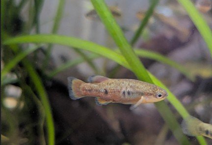 Young male from the colony