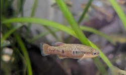 Characodon 'Los Berros'