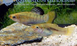 BAP Limia perugiae
