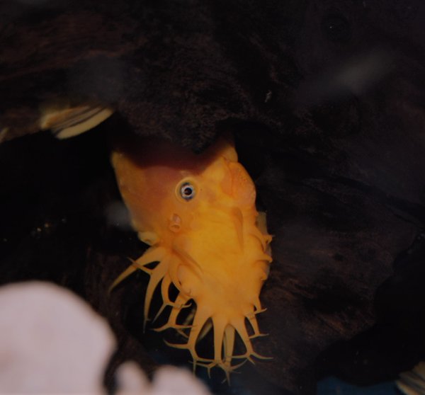 A Ancistrus blue eye strain from another lot