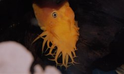 Ancistrus blue eye strain
