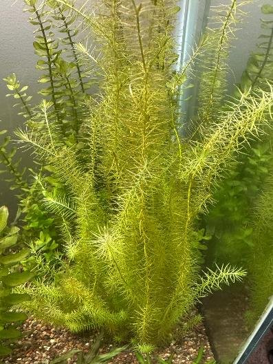Mayaca fluviatilis