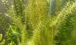 Mayaca fluviatilis