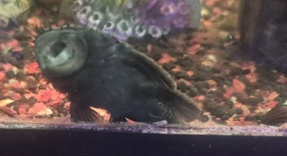 Medusa Pleco Wild, Xingu L 034