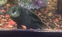 Medusa Pleco Wild, Xingu L 034