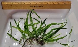 Narrow Leaf Java Fern (#1)