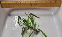 Narrow Leaf Java Fern (#2)