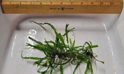 Narrow Leaf Java Fern (#3)