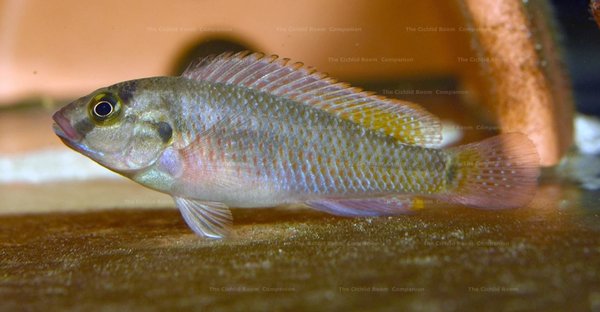 Pseudocrenilabrus machadoi Namibia