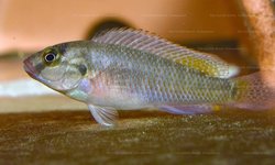 Pseudocrenilabrus machadoi Namibia