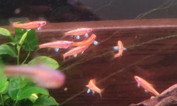 Photo 3 of Rainbow shiners (Hydrophlox chrosomus)