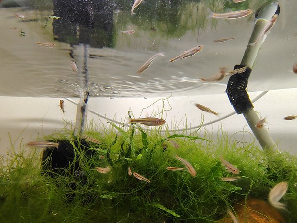 Rainbow shiners (Hydrophlox chrosomus)