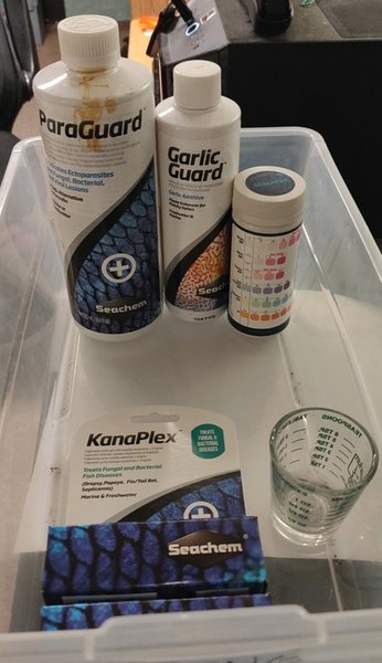 Quarantine Essentials