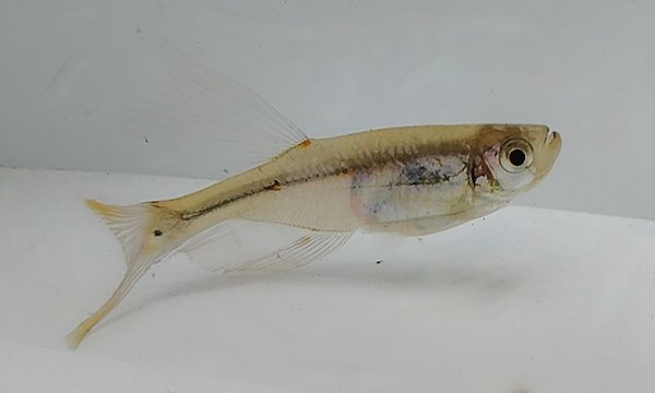 One of the parent breeding group