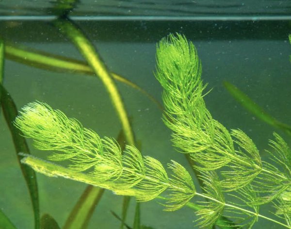 Ceratophyllum demersum 'Foxtail'