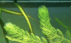 Ceratophyllum demersum 'Foxtail'
