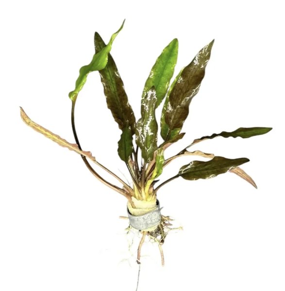 Cryptocoryne lutea