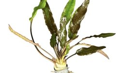 Cryptocoryne lutea