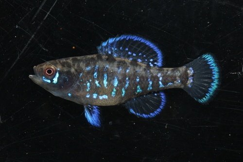 Pygmy Sunfish (Ellasoma gilberti Wacissa